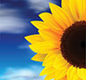 Sunflower Oil